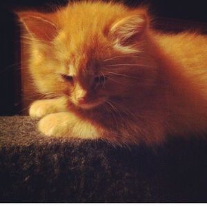 Meet your Posher, Stella